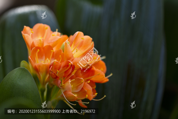 短葉君子蘭