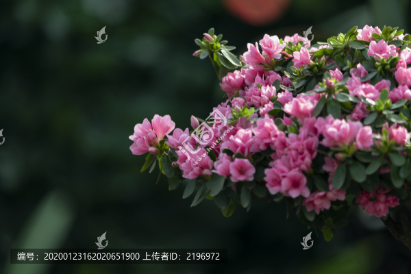 一枝蠟皮杜鵑