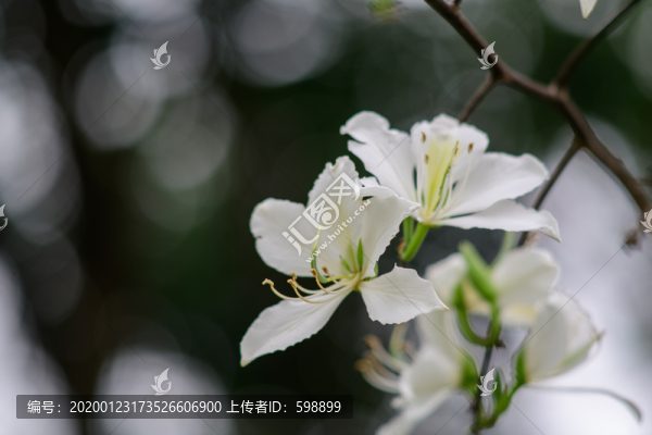 白色紫荊花