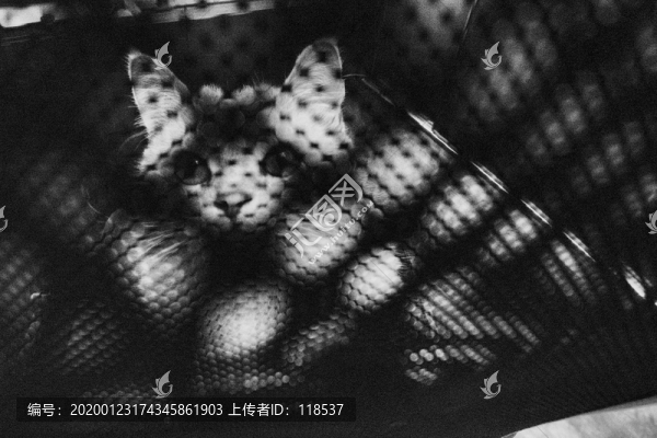 貓