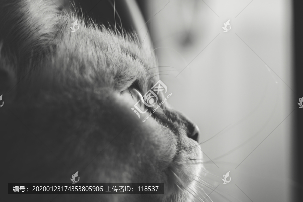 貓