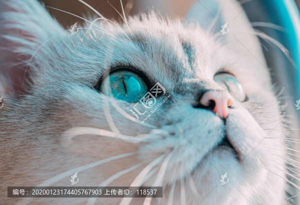 貓