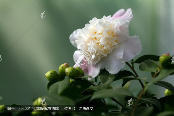 茶花