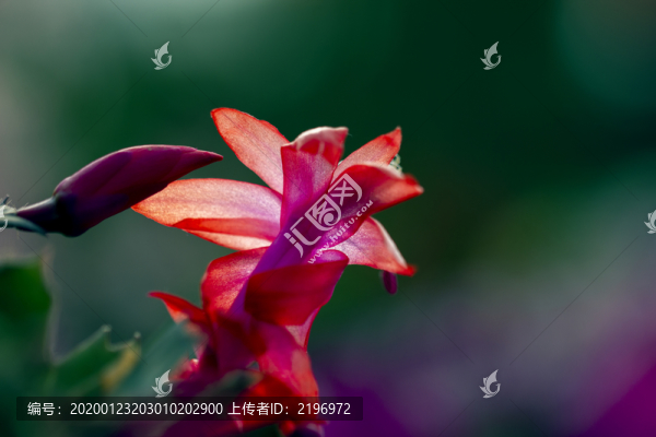 蟹爪蓮