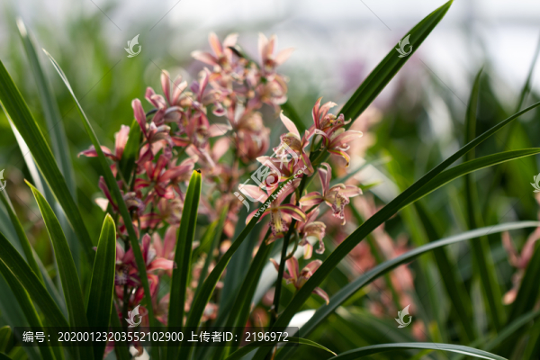 蘭草花
