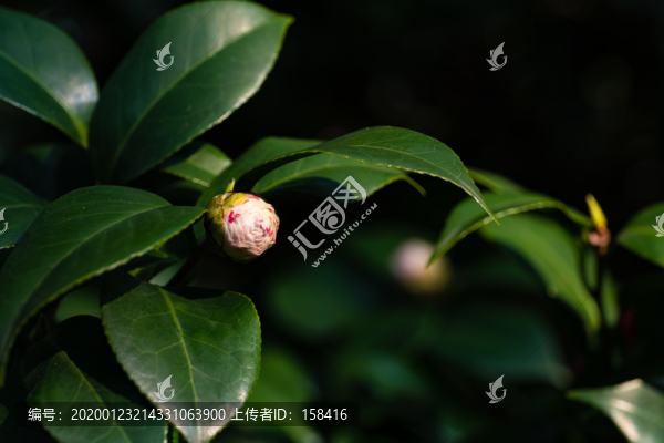 山茶花