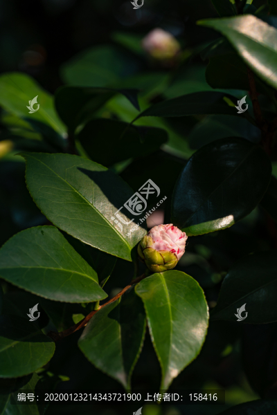 茶花