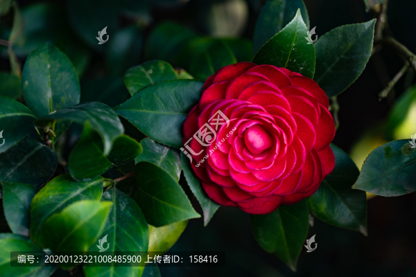 山茶花
