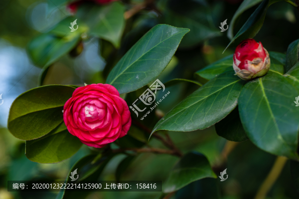 山茶花
