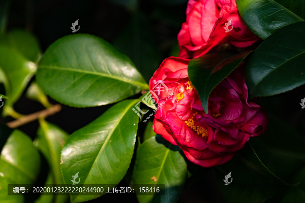 山茶花