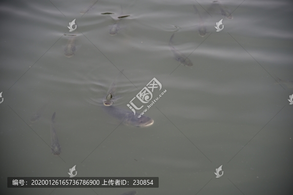 游魚