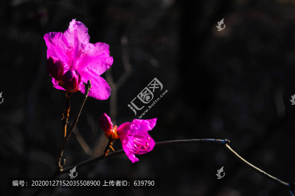 杜鵑花