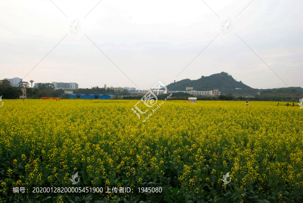油菜花海