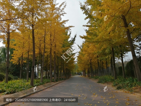 戶外路旁樹林風(fēng)景