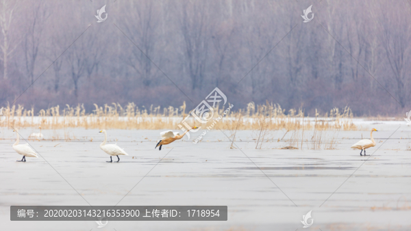 遼寧朝陽白石水庫冰雪天鵝178