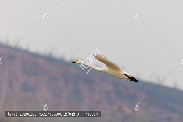 遼寧朝陽(yáng)白石水庫(kù)冰雪天鵝275