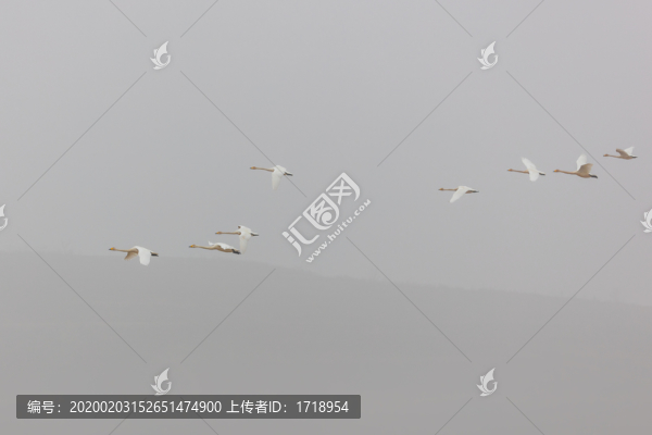 遼寧朝陽白石水庫冰雪天鵝516