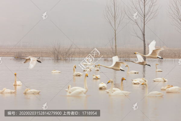 遼寧朝陽白石水庫冰雪天鵝540