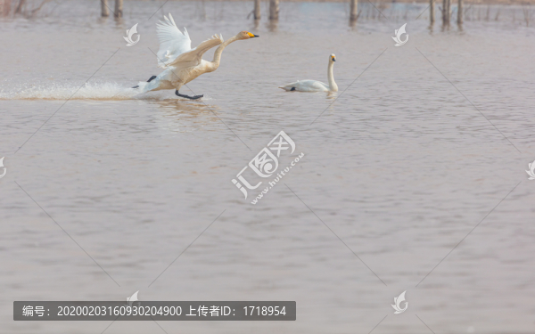遼寧朝陽白石水庫冰雪天鵝835