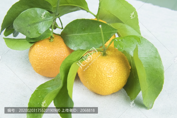 砂糖橘