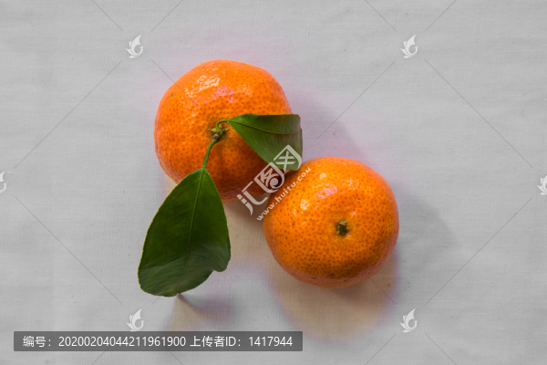 金錢桔