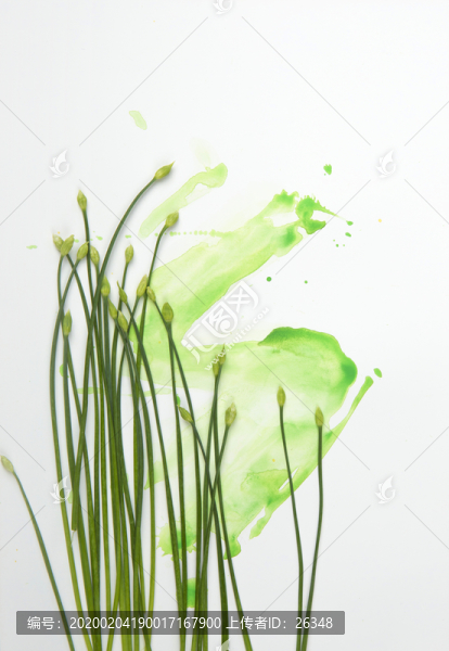 韭菜花花水彩繪畫拍攝