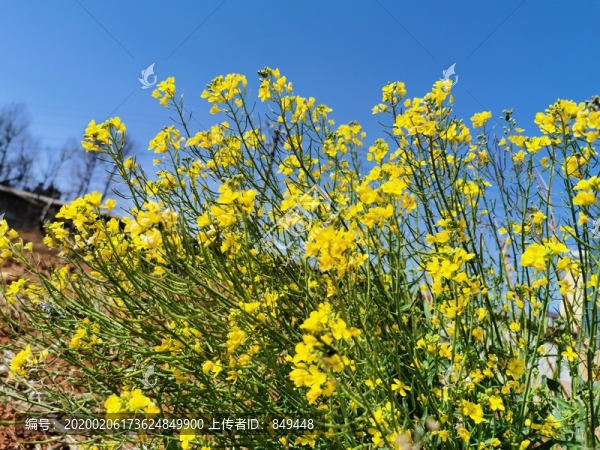 油菜花