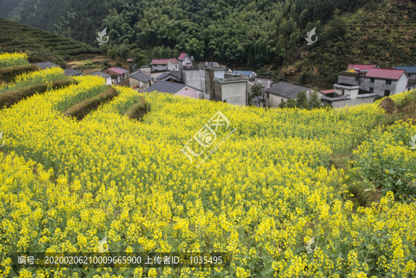 油菜花