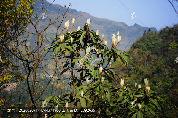 茶山