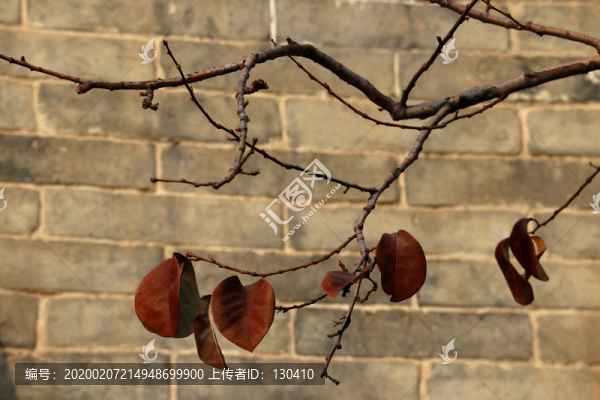 冬天的樹(shù)葉