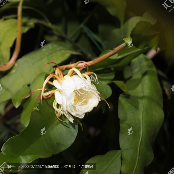 沙漠植物美麗花朵曇花30