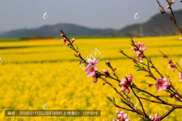 羅平金雞峰叢油菜花海