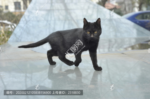 貓
