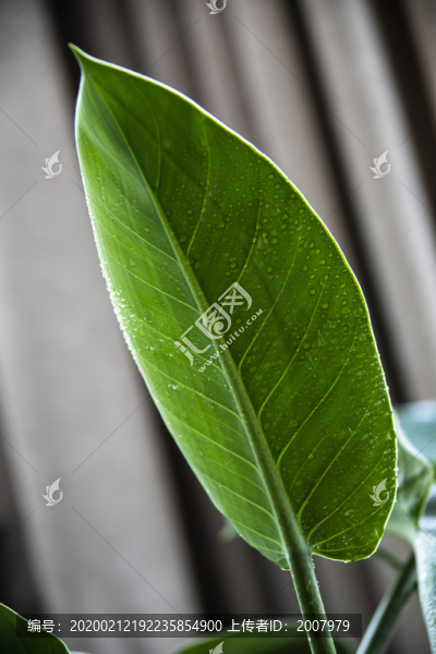 家中綠植