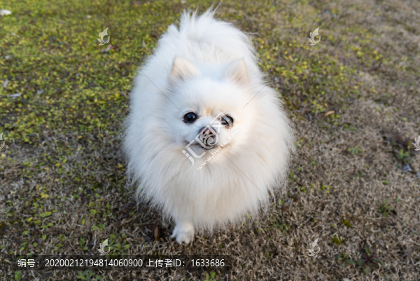 白色博美