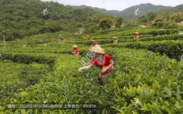 茶葉