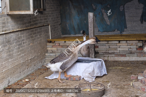 獅頭鵝