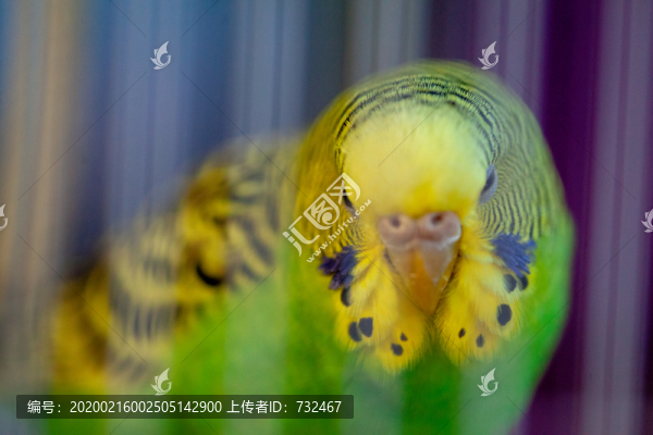 可愛的寵物鳥鸚鵡