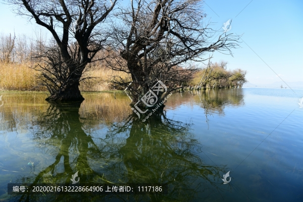 洱海里的樹