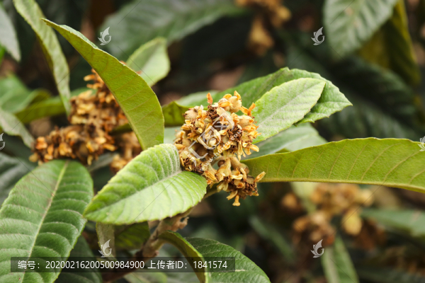 枇杷花