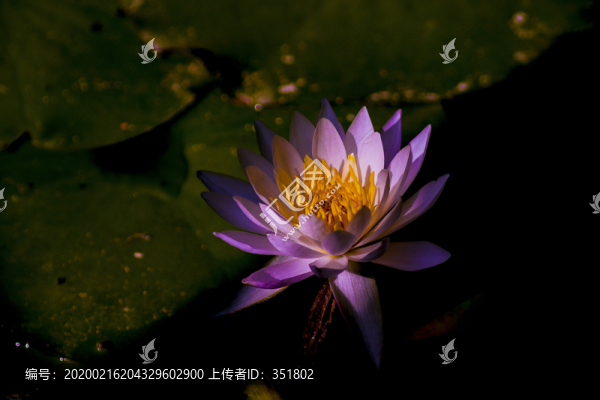 睡蓮
