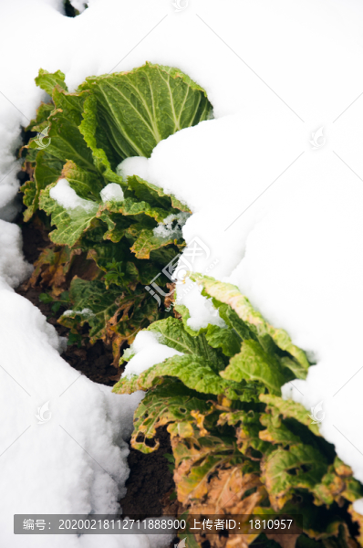 雪地白菜