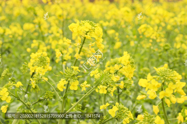 油菜花