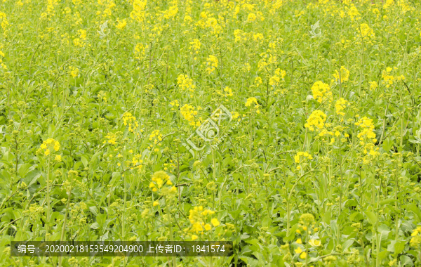 油菜花