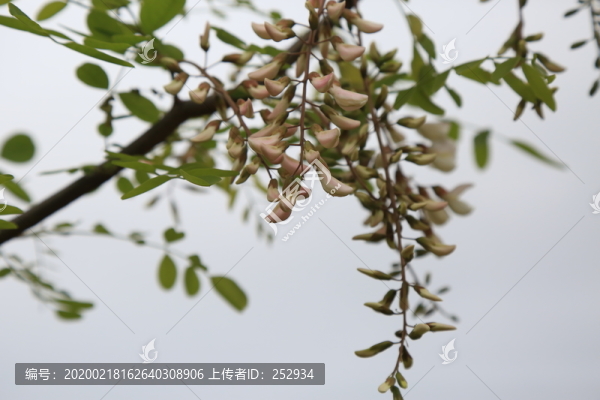 槐花