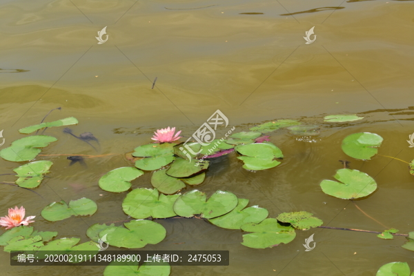 池水中的蓮花