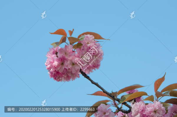 雙櫻花盛開