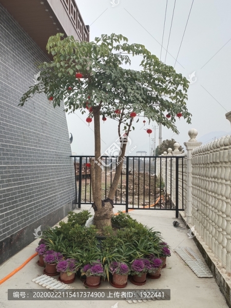 盆景樹