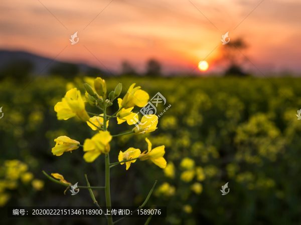 落日下的油菜花