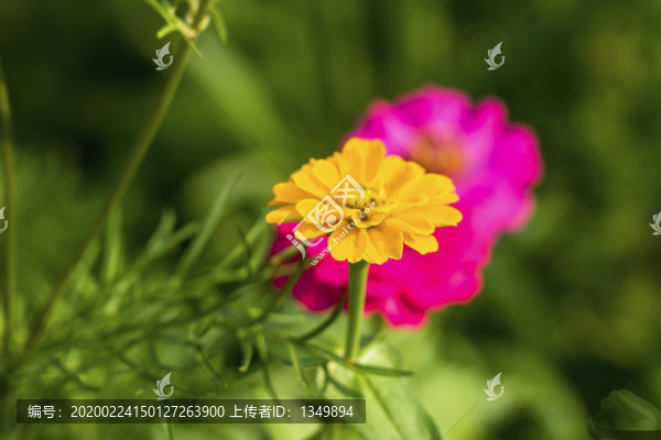 彩色格?；? title=